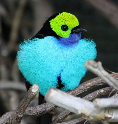 Витя Пташкин