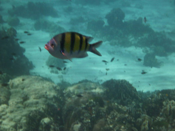 Наталья Золотуева