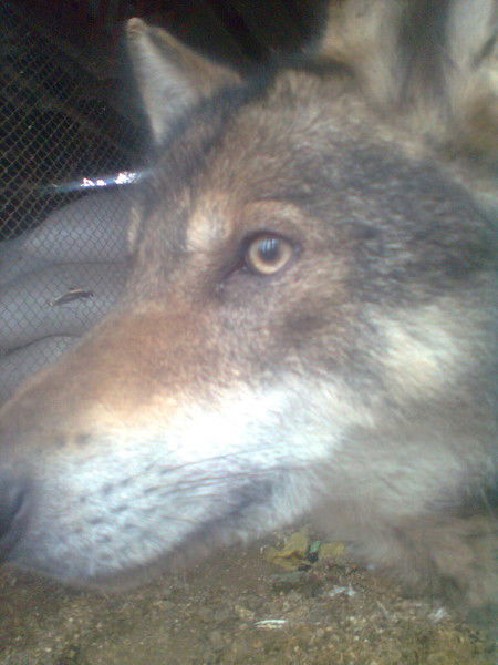 Виктор Новаторский