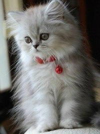 Полина Молодцова