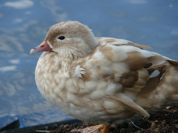 Александр Кальдерон