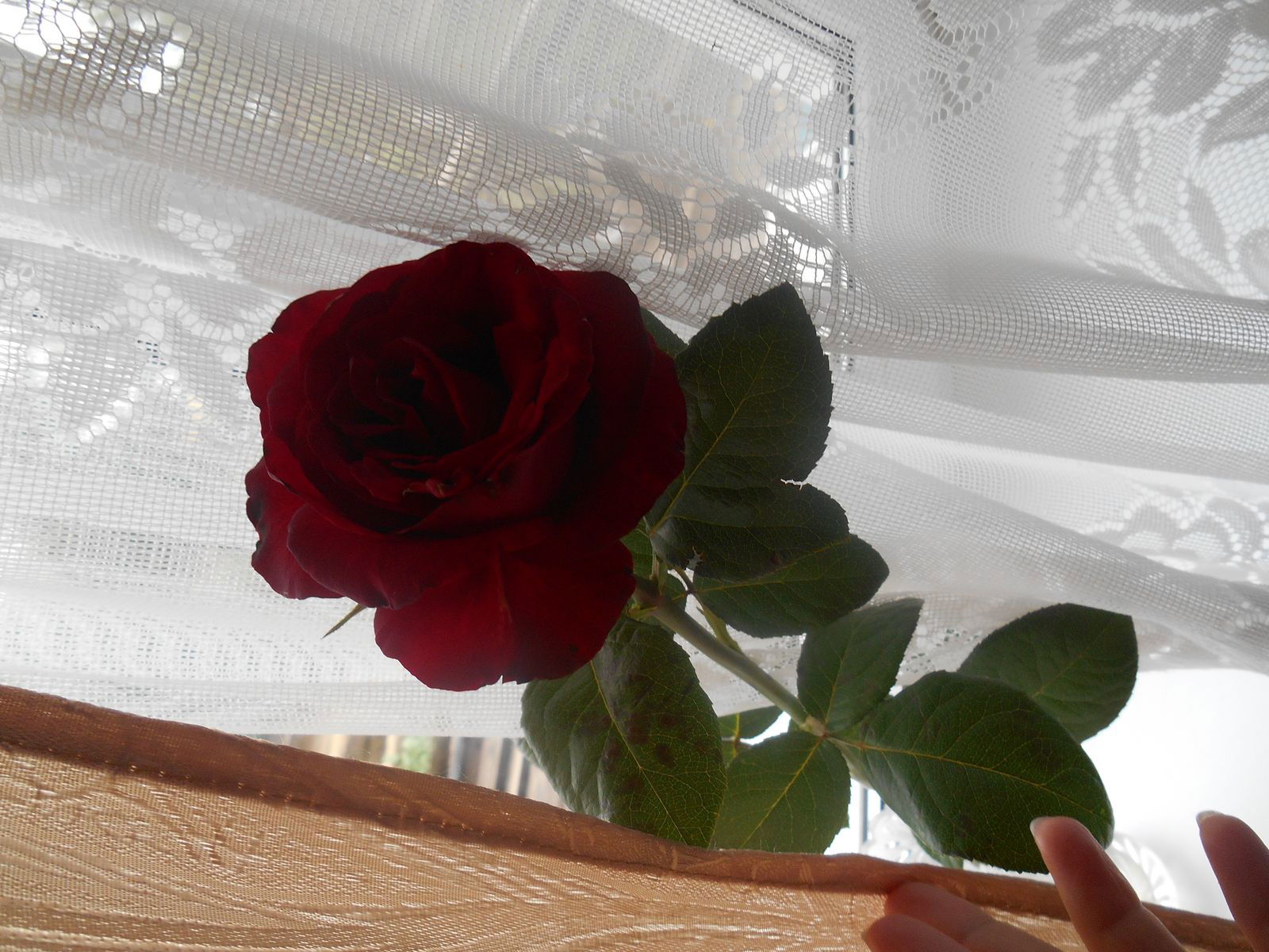 Дарья Александровна