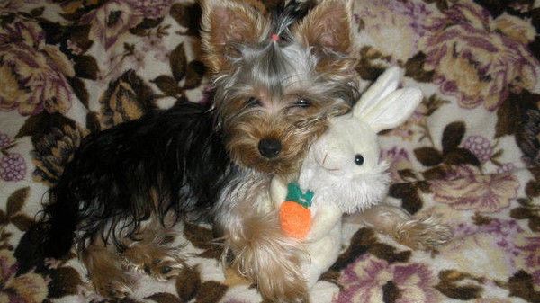 Игорь Семик