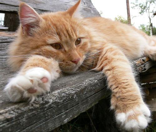 Леонид Анисимов