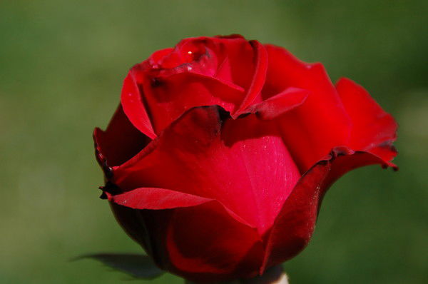 Надежда Футорная