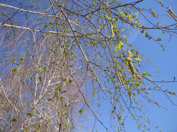 Сергей Насакин