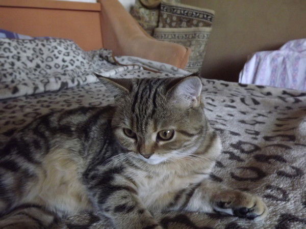 Ольга Милотаева