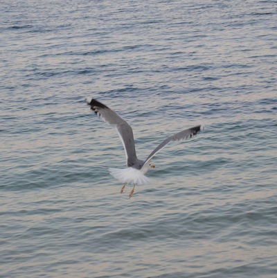 Анютка Шарпатая