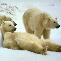 Артём Солнцев