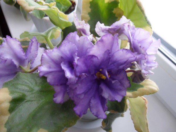 Вера Ревина