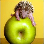 Ежик На Яблоке