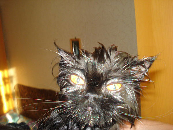 Дмитрий Цибизов