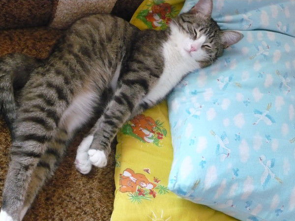 Светлана Максимова-Худякова