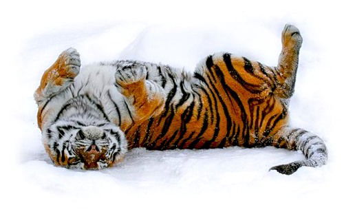 Юрий Гололобов