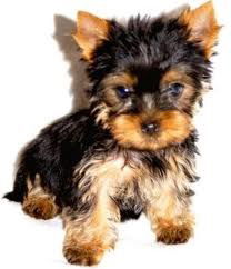 Андрюха (((@)))