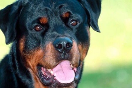 Александр Тарасов