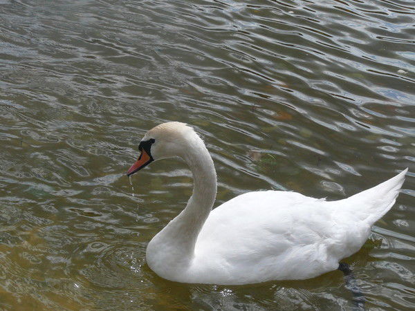 Амина Балахметова