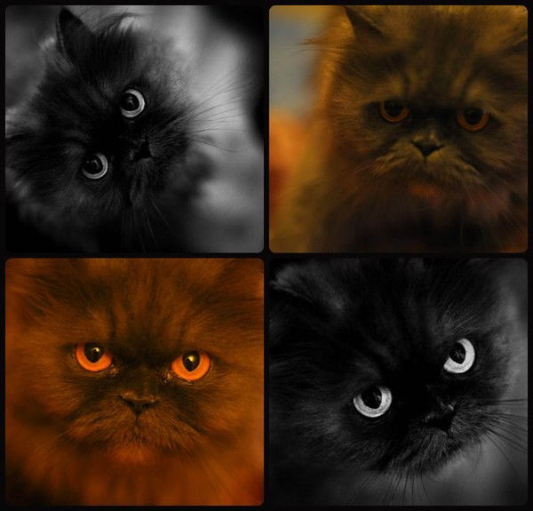 Елена Арисланова