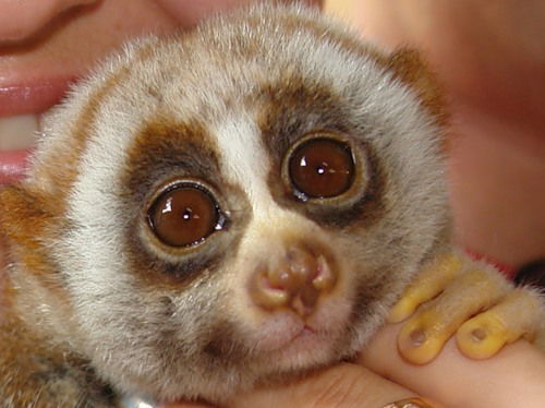 Михаил Кумыш