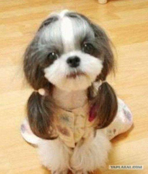 Елена Степанова