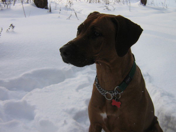 Агафонова Елена