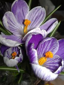 София Котова-Олейник