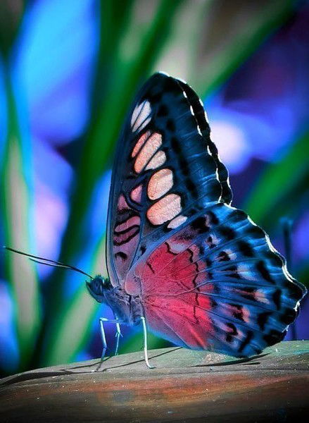 Анна Снитко