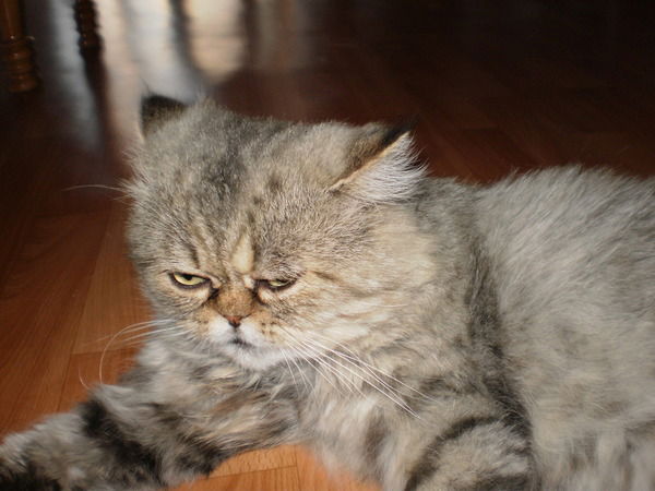 Николай Кожарский