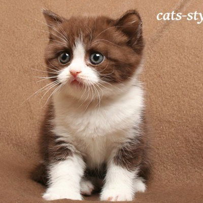 Кристина Чеснокова