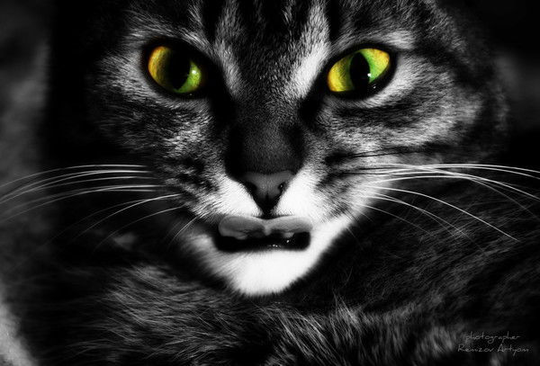 Артём Ремизов