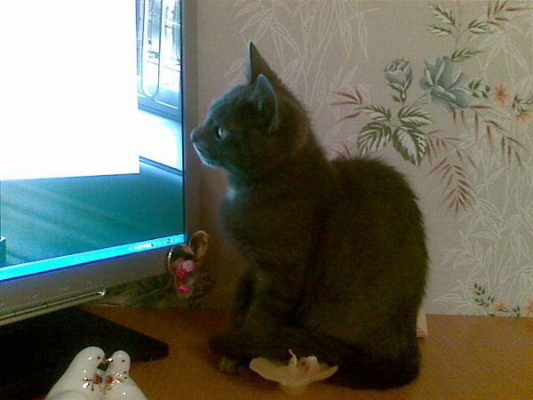 Михаил Кузнецов