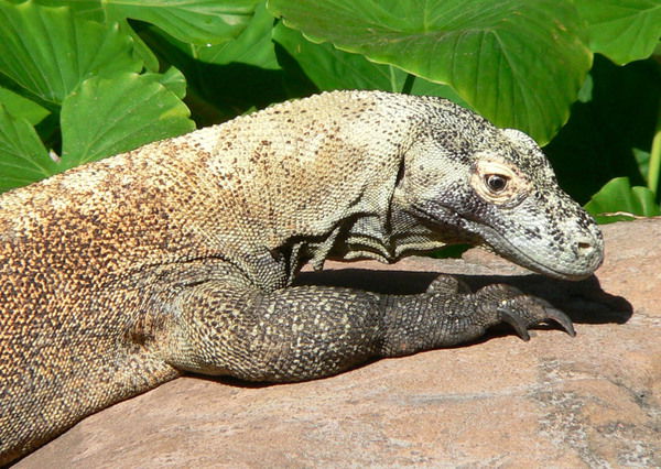 Алексей Быков