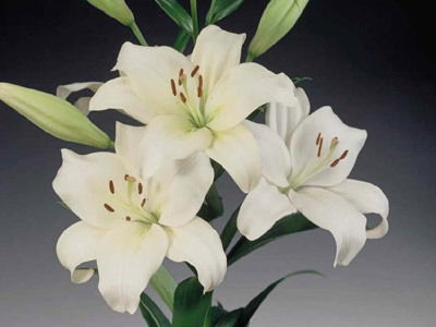 Светлана Делич