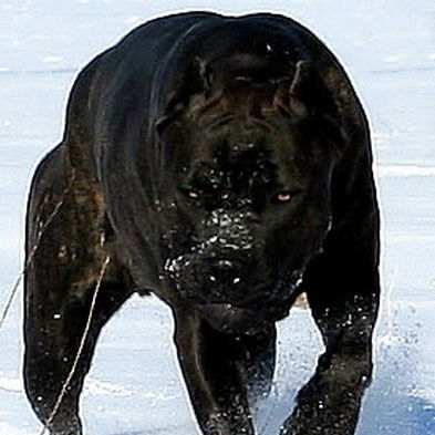 Роман Джафаров