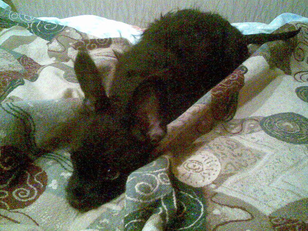 Елена Невзорова