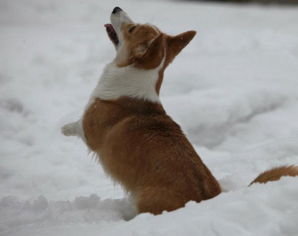 Ирина Яковлева