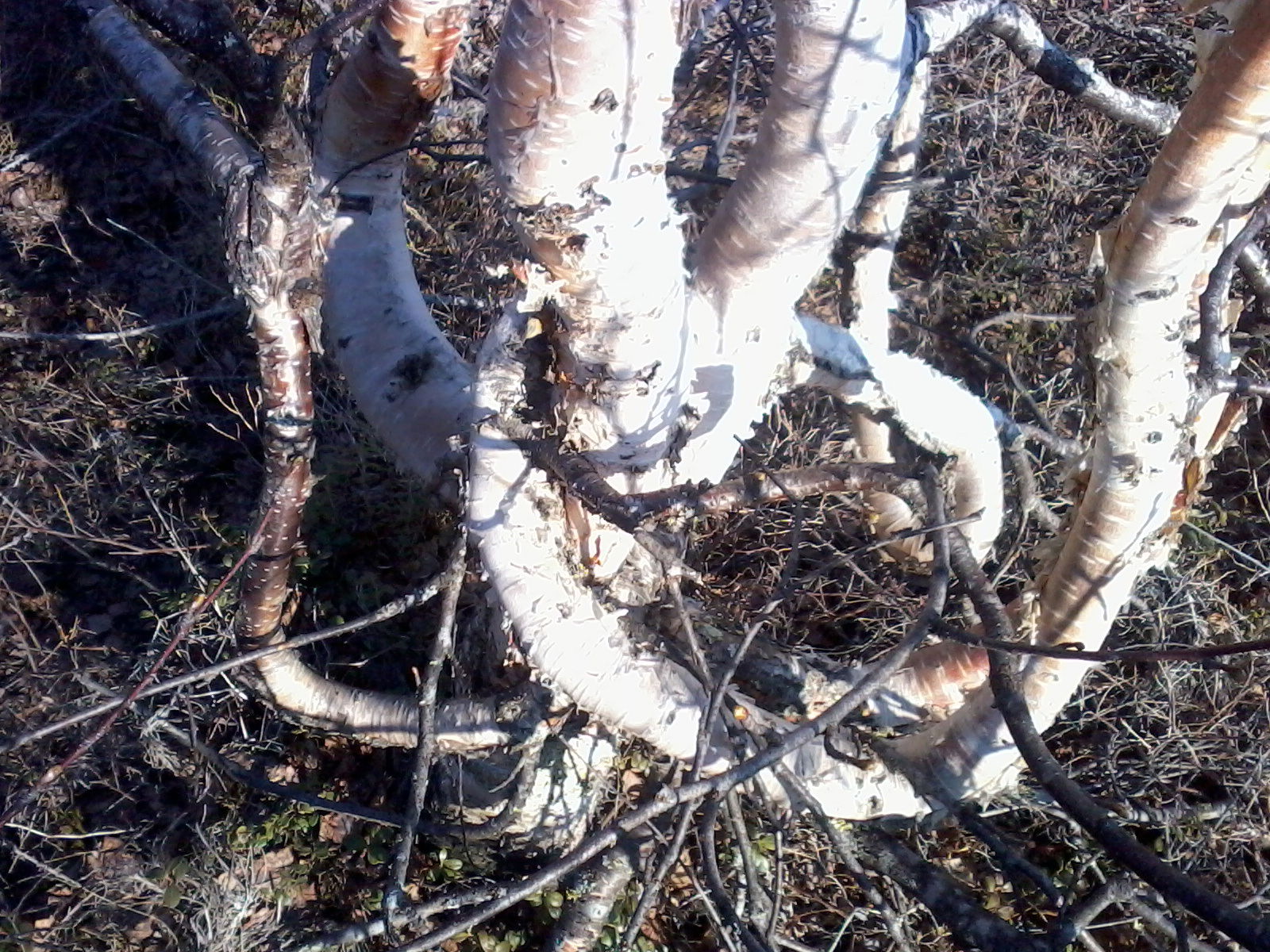 Агния Андронова