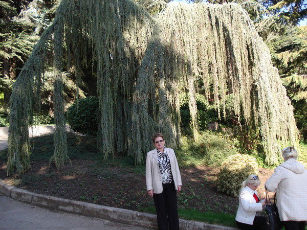 Светлана Матвеева