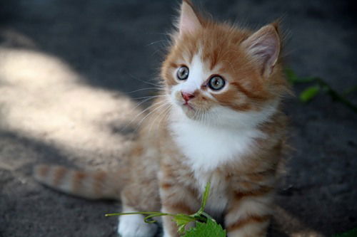 Ирина Новосельцева