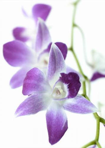 Анна Логинова