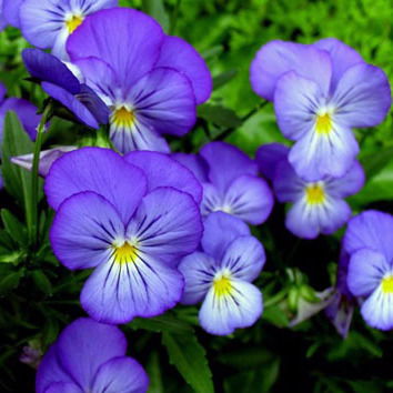 Ольга Пигарева