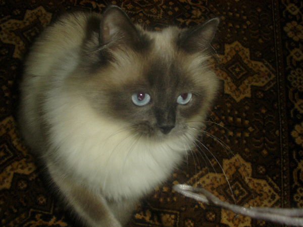 Анжелика Аврамчук