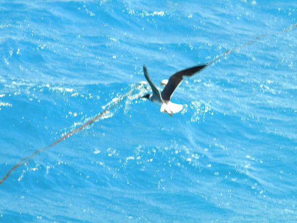 Наталья Садыкова