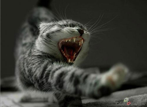 Василий Пилецкий