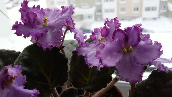 Альбина Забиякина