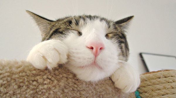 Сергей Леоненков