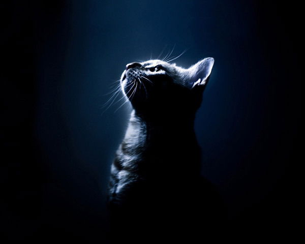 Юлия Матвеева