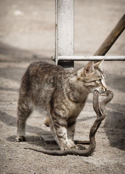 Владислав Лисин