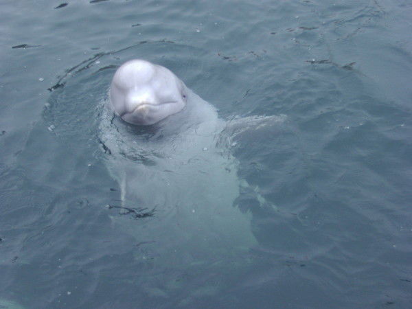 Иван Петров