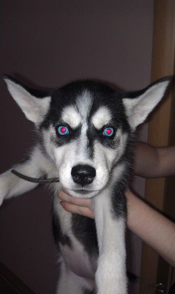 Константин Слободян